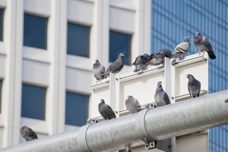 鳥害対策